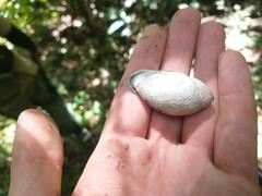 Plekocheilus aurissileni