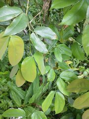 Hymenaea