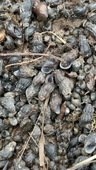 Juga plicifera