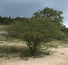 Prosopis glandulosa