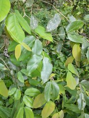 Hymenaea