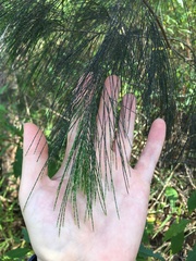 Allocasuarina torulosa
