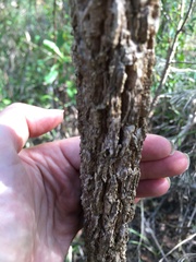 Allocasuarina torulosa