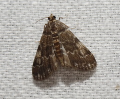Elophila responsalis