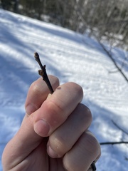 Amphibolips