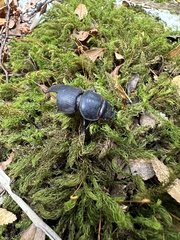 Apterodorcus bacchus