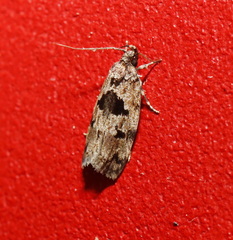 Barea melanodelta