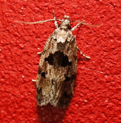 Barea melanodelta