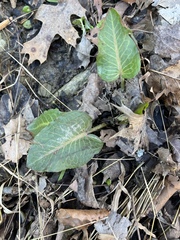 Rumex obtusifolius obtusifolius