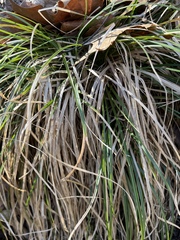 Carex pedunculata