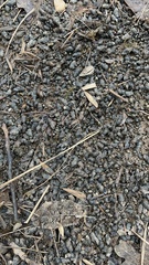 Juga plicifera