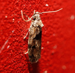 Barea melanodelta