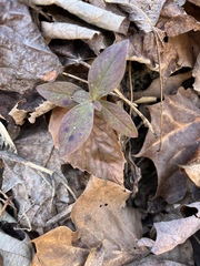 Phlox divaricata divaricata