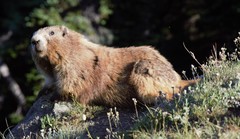 Marmota olympus