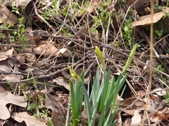 Narcissus