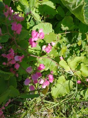 Antigonon leptopus