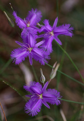 Thysanotus tuberosus tuberosus