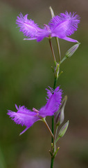 Thysanotus tuberosus tuberosus