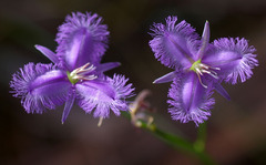Thysanotus tuberosus tuberosus