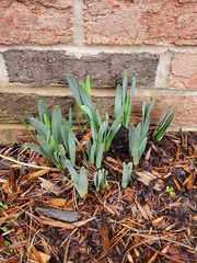Narcissus pseudonarcissus