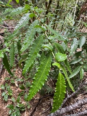 Azara lanceolata