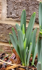 Narcissus pseudonarcissus