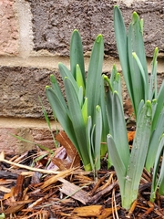 Narcissus pseudonarcissus