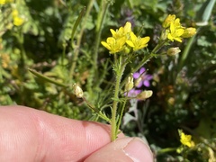 Tropidocarpum gracile