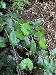 Laureliopsis philippiana