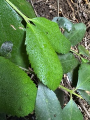 Laureliopsis philippiana