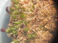 Diphyscium foliosum
