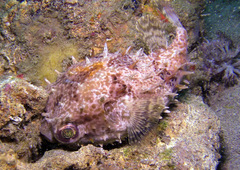 Cyclichthys orbicularis