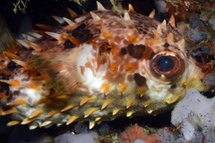 Cyclichthys orbicularis