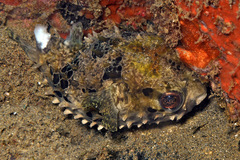 Cyclichthys orbicularis
