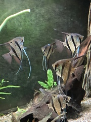 Pterophyllum scalare