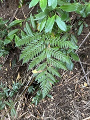 Lophosoria quadripinnata