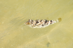 Sphoeroides greeleyi