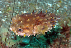 Cyclichthys orbicularis