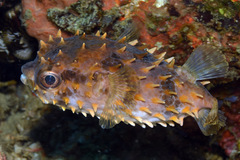 Cyclichthys orbicularis