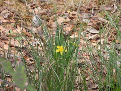 Narcissus
