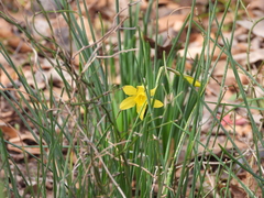 Narcissus