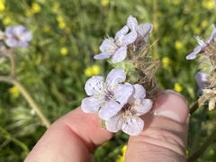 Phacelia cicutaria