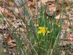 Narcissus