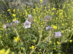 Phacelia cicutaria