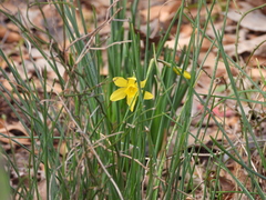 Narcissus