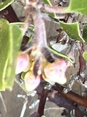 Arctostaphylos hookeri hookeri