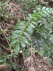 Weinmannia trichosperma