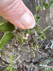 Arctostaphylos hookeri hookeri