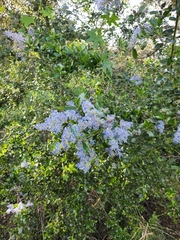 Ceanothus leucodermis