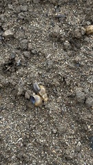 Juga plicifera